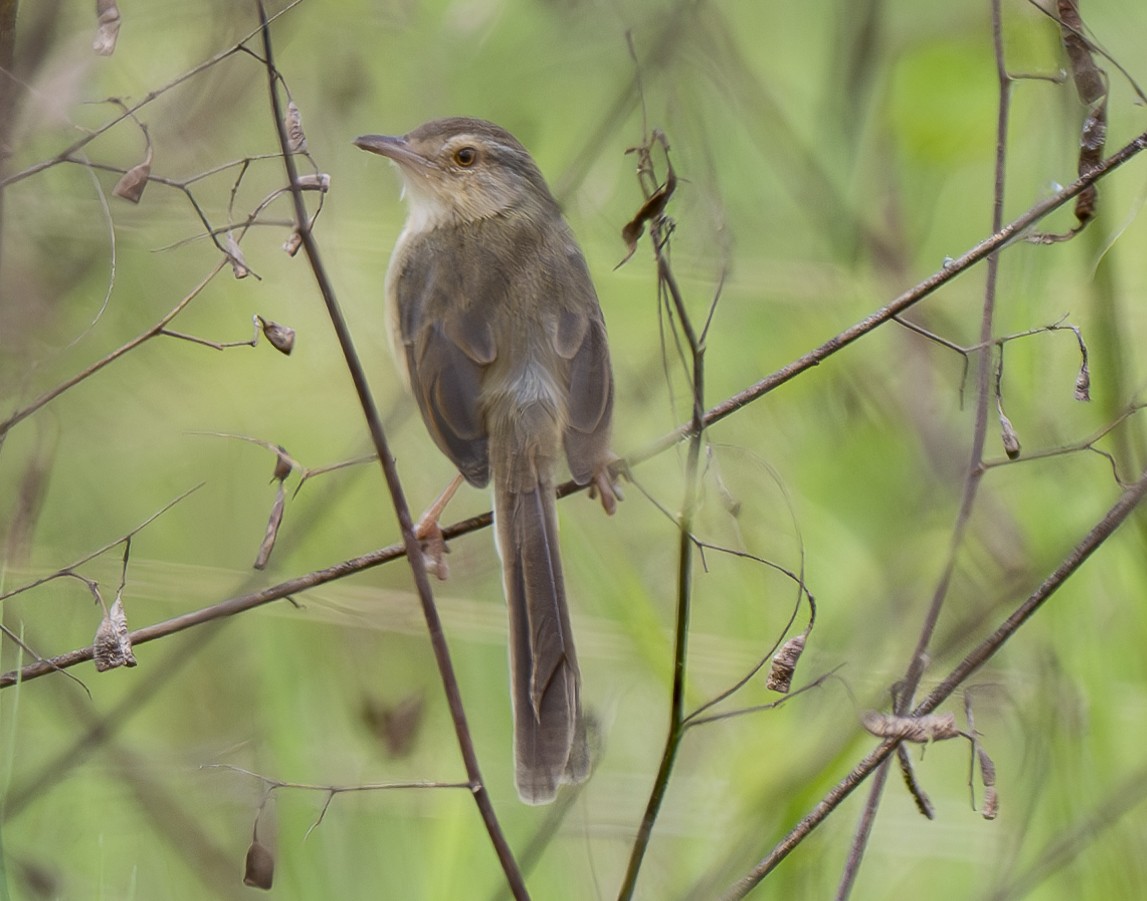 Prinia simple - ML647563959