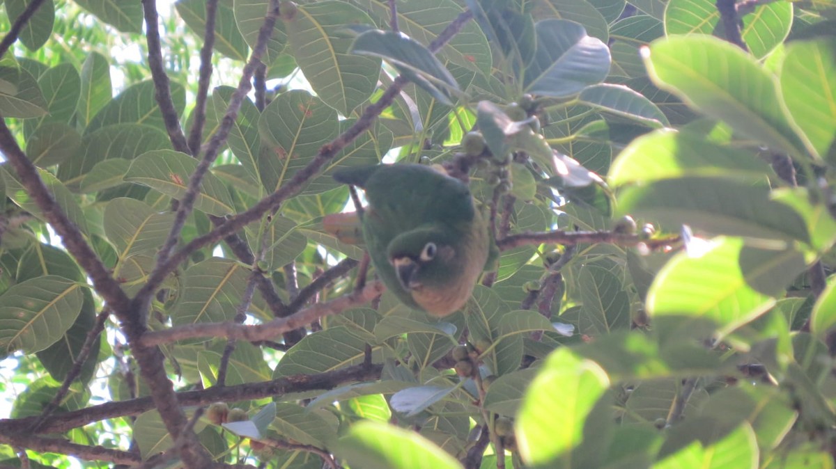 Conure de Vieillot - ML647563960