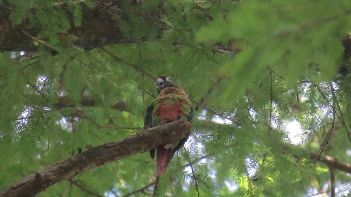 Conure de Vieillot - ML647563961
