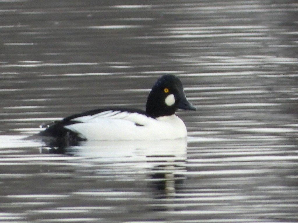 Garrot à oeil d'or - ML647563962