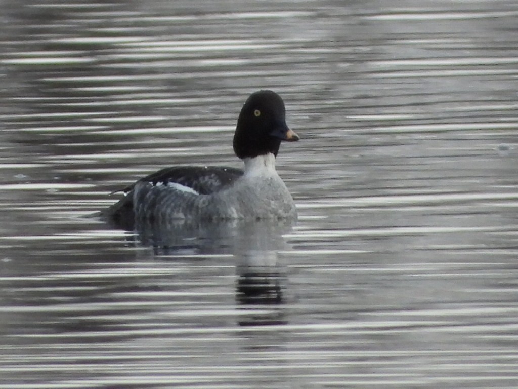 Garrot à oeil d'or - ML647563963