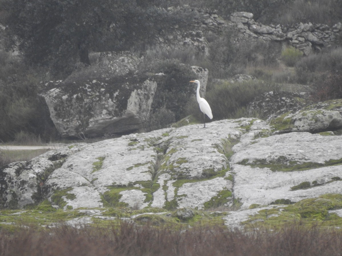 Grande Aigrette - ML647563964