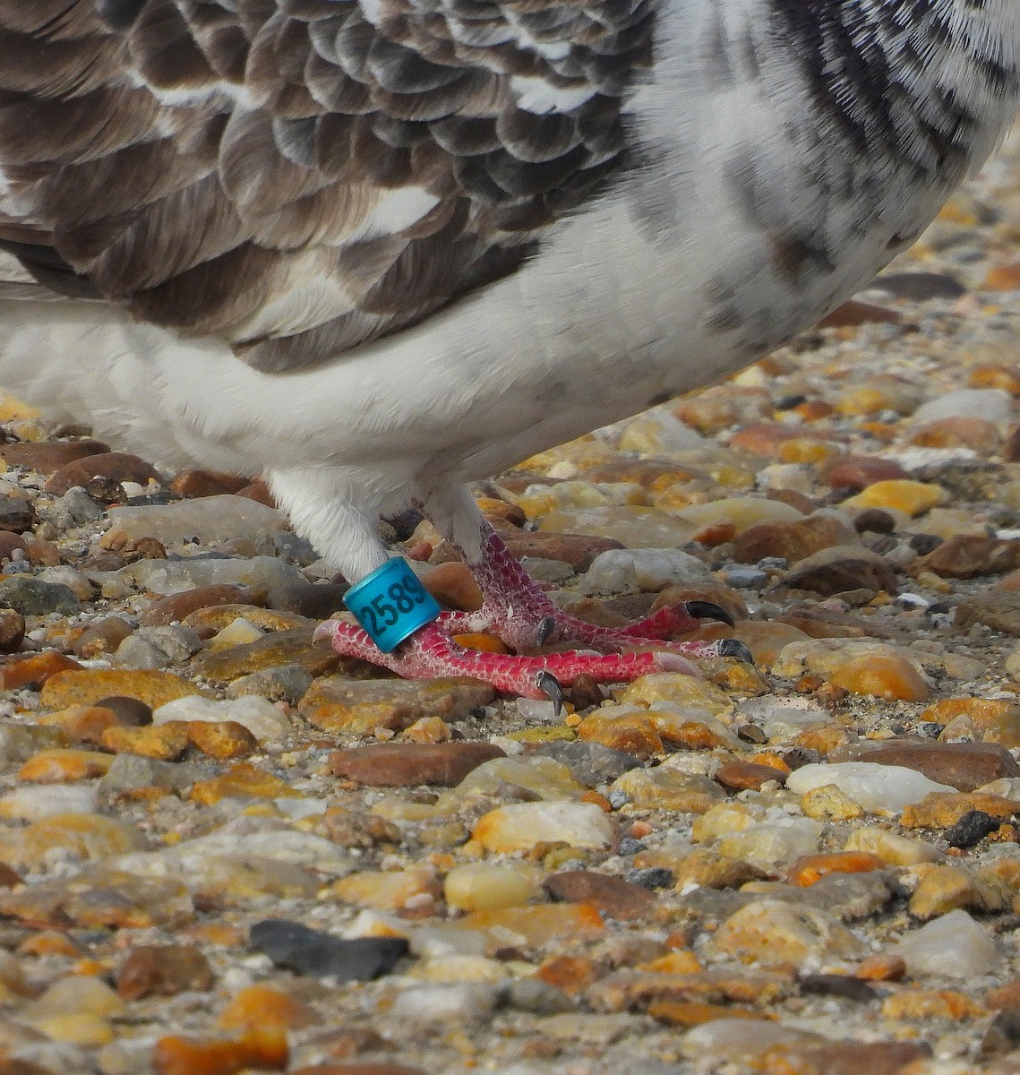 Paloma Bravía (variedad doméstica) - ML647563984