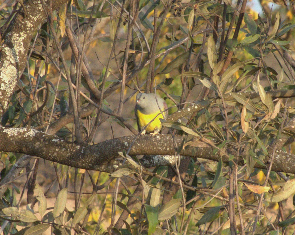 Bruce's Green-Pigeon - ML647564021