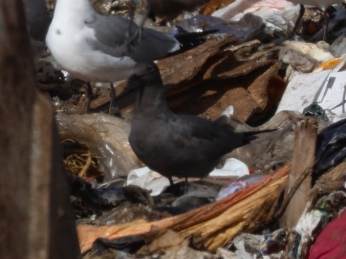 שחף בלתי-מזוהה - ML647564025