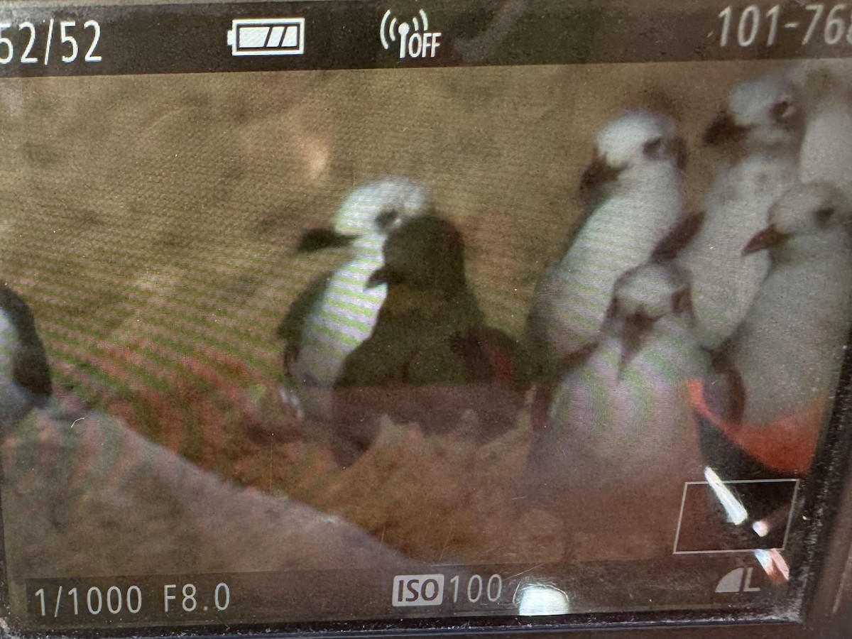 שחף בלתי-מזוהה - ML647564026