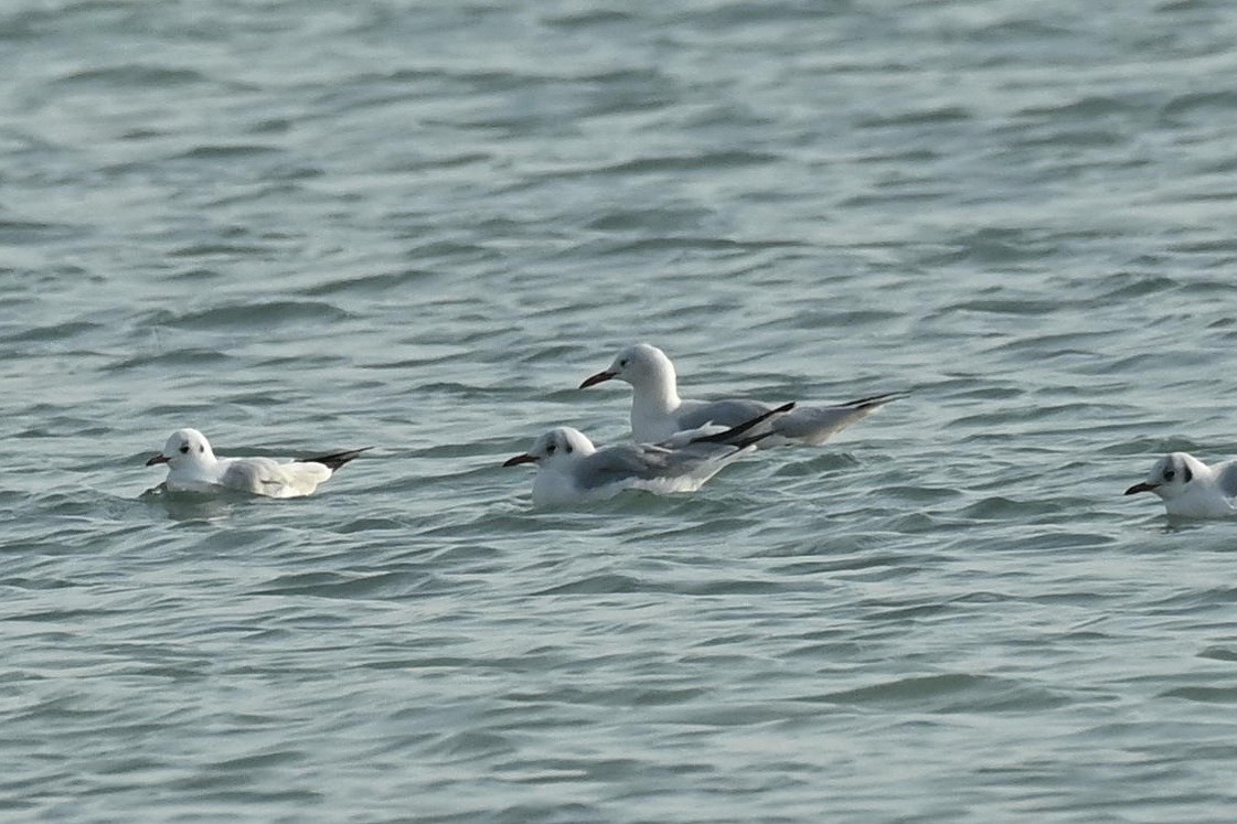 Slender-billed Gull - ML647564027