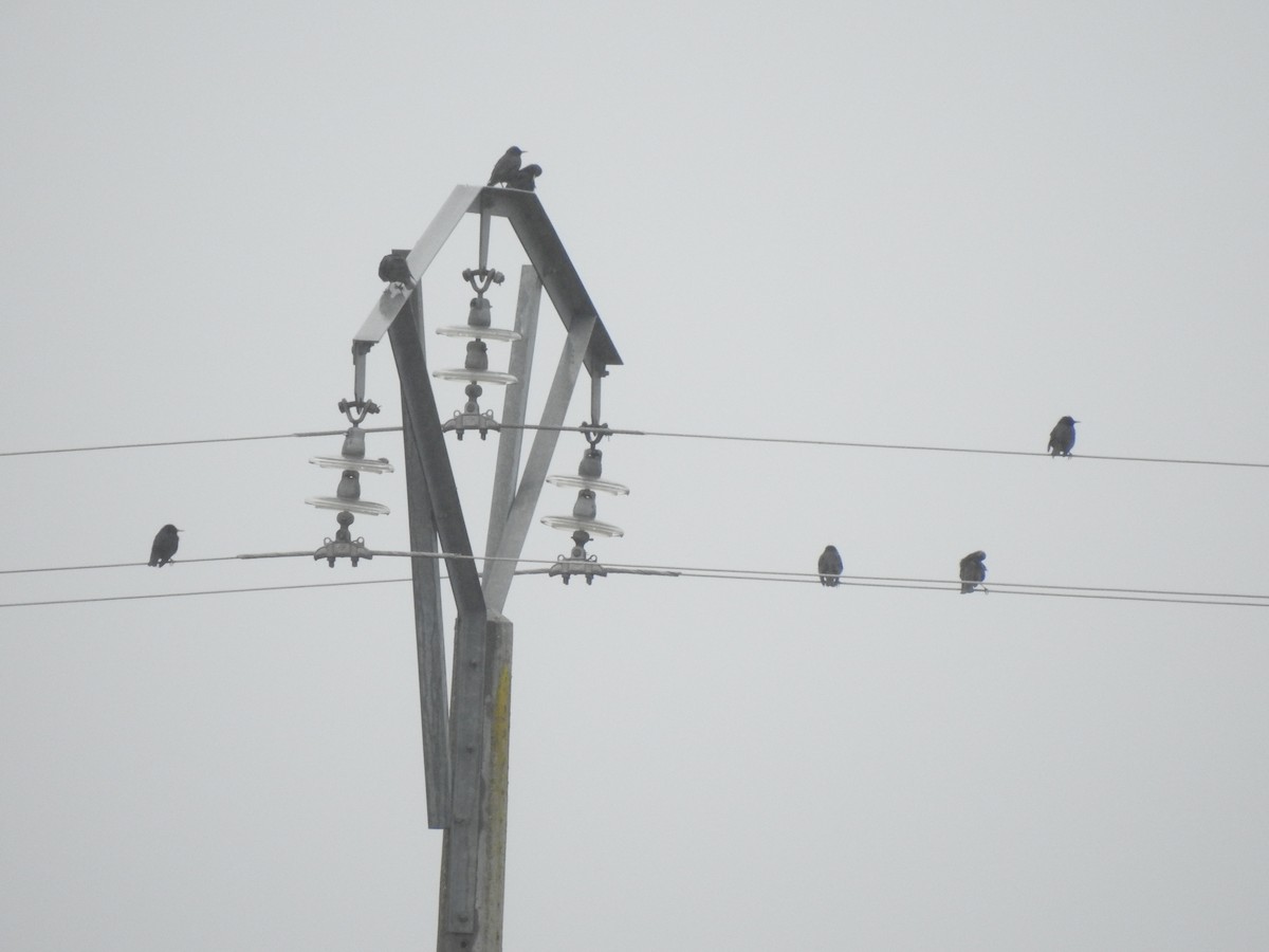 Étourneau unicolore - ML647564028