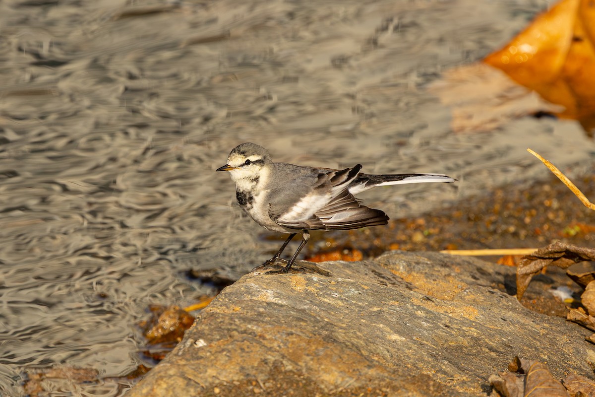 Lavandera Blanca (Japonesa) - ML647564047