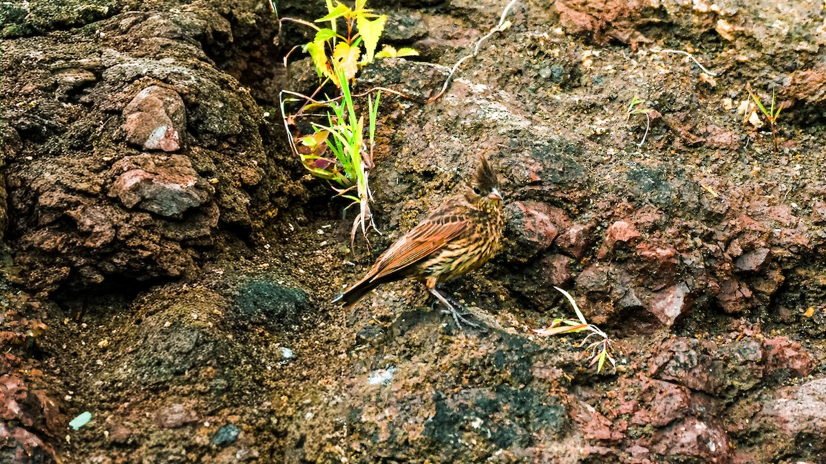 Escribano Crestado - ML647564051