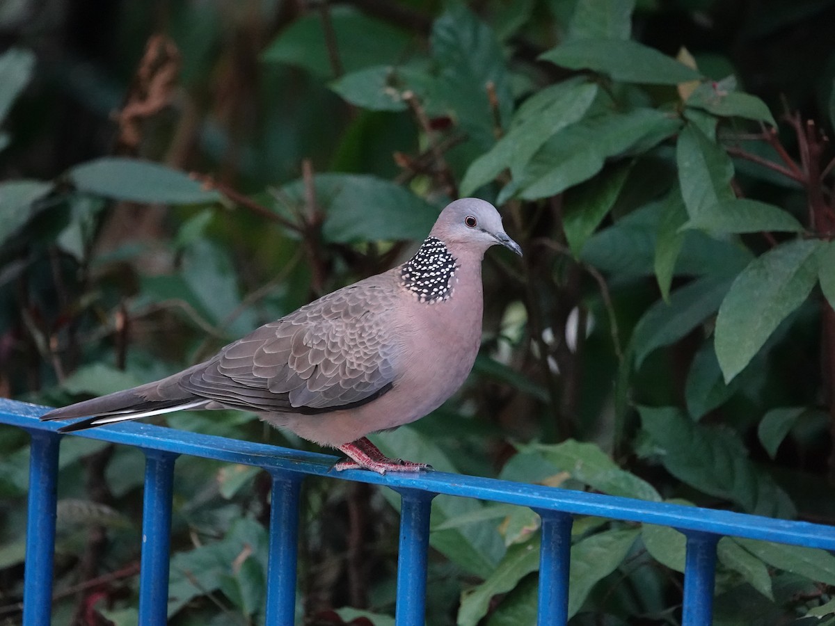 Tórtola Moteada - ML647564053