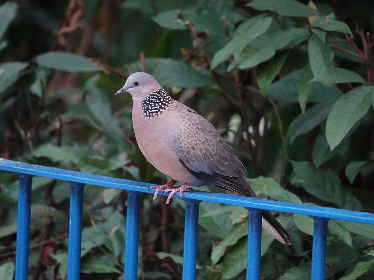 Tórtola Moteada - ML647564054