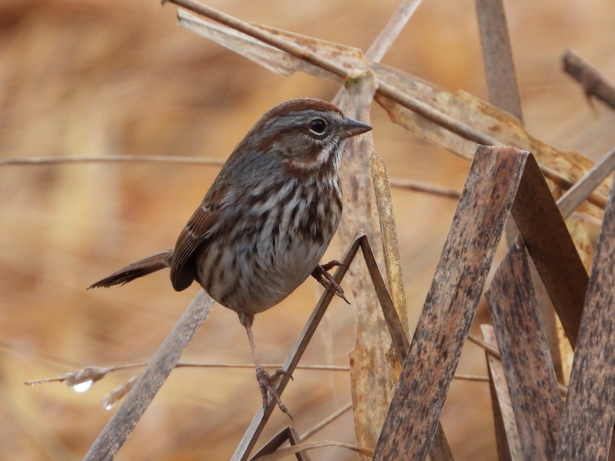 Chingolo Cantor - ML647564055