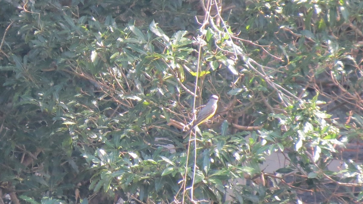 Tirano Melancólico - ML647564056