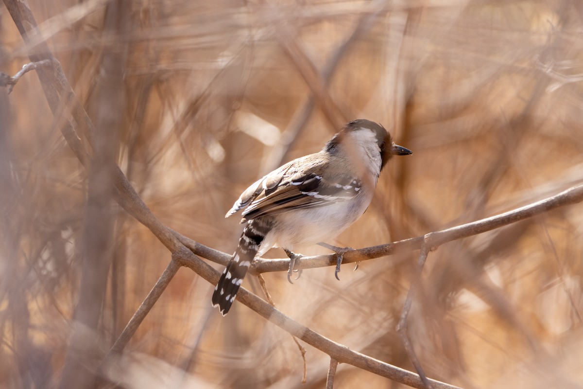 Batará Crestado - ML647564057