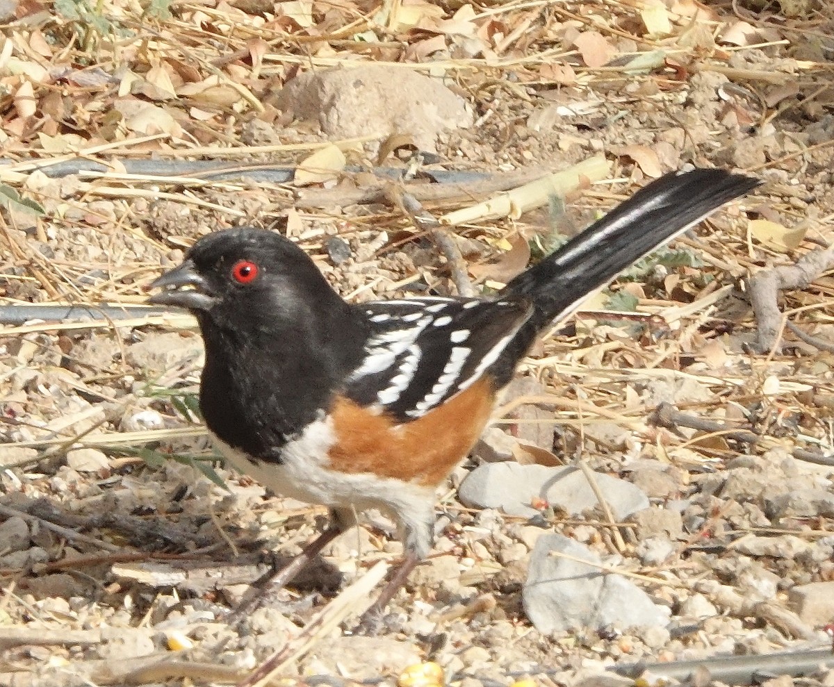 Toquí Moteado - ML647564059