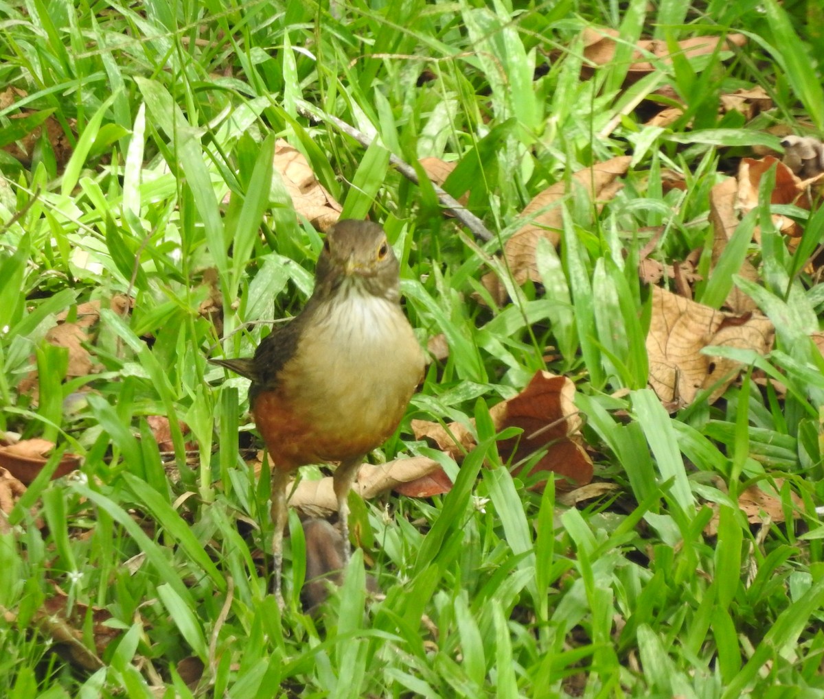 Zorzal Colorado - ML647564060