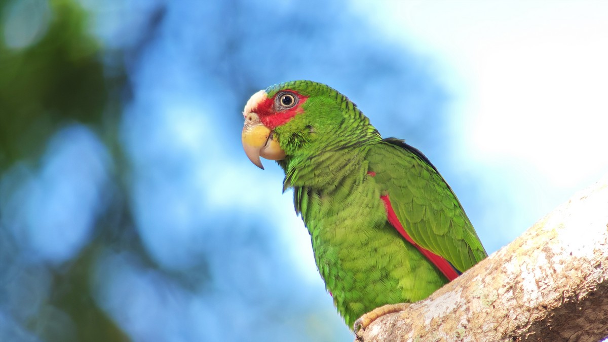 Amazona Frentialba - ML647564062