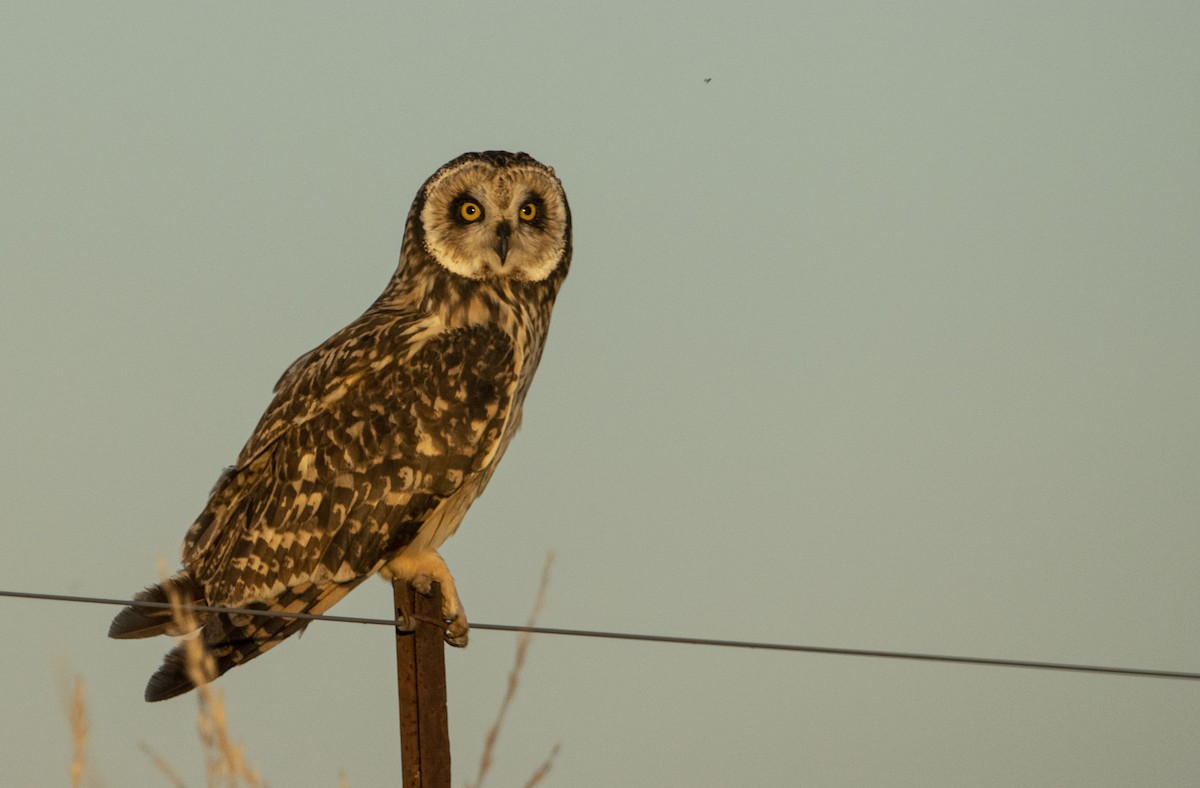 Búho Campestre - ML647564068