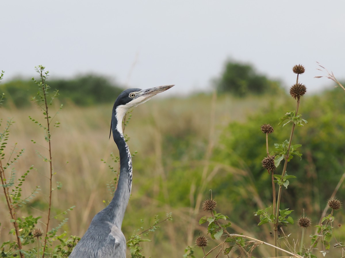 Garza Cabecinegra - ML647564069