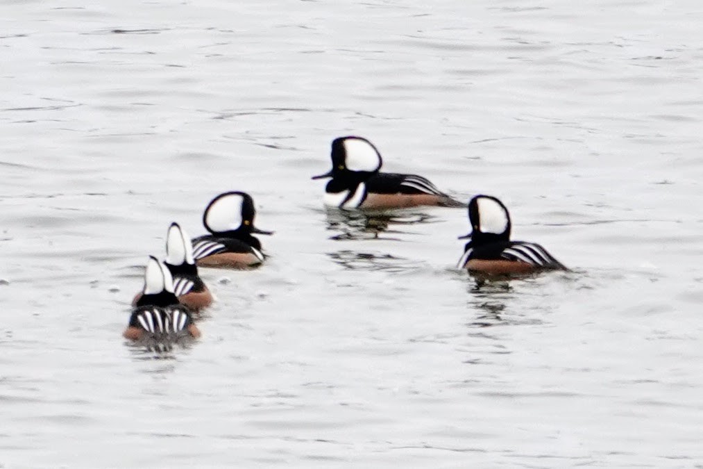 Serreta Capuchona - ML647564070