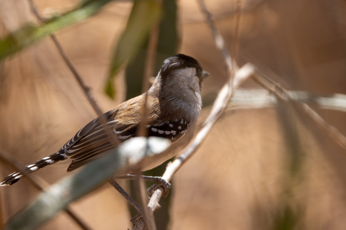 Batará Crestado - ML647564072