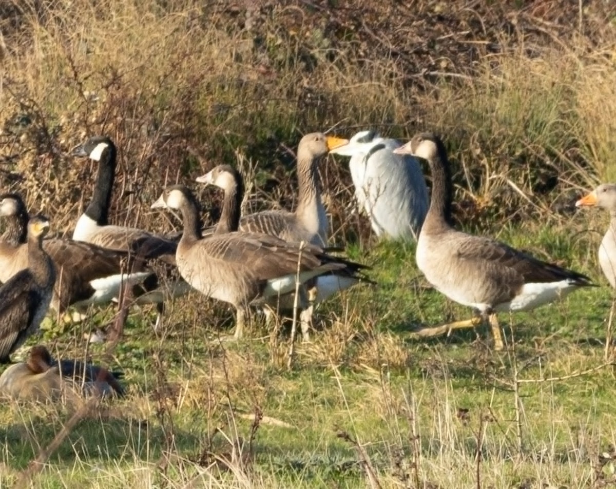 Ánsar Común x Barnacla Canadiense Grande (híbrido) - ML647564074