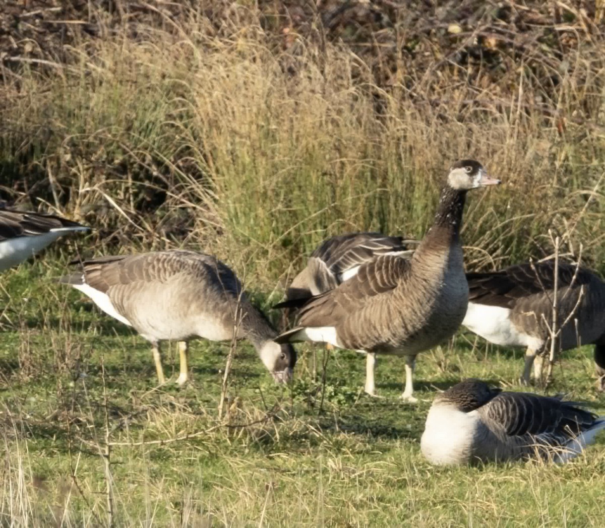 Ánsar Común x Barnacla Canadiense Grande (híbrido) - ML647564075