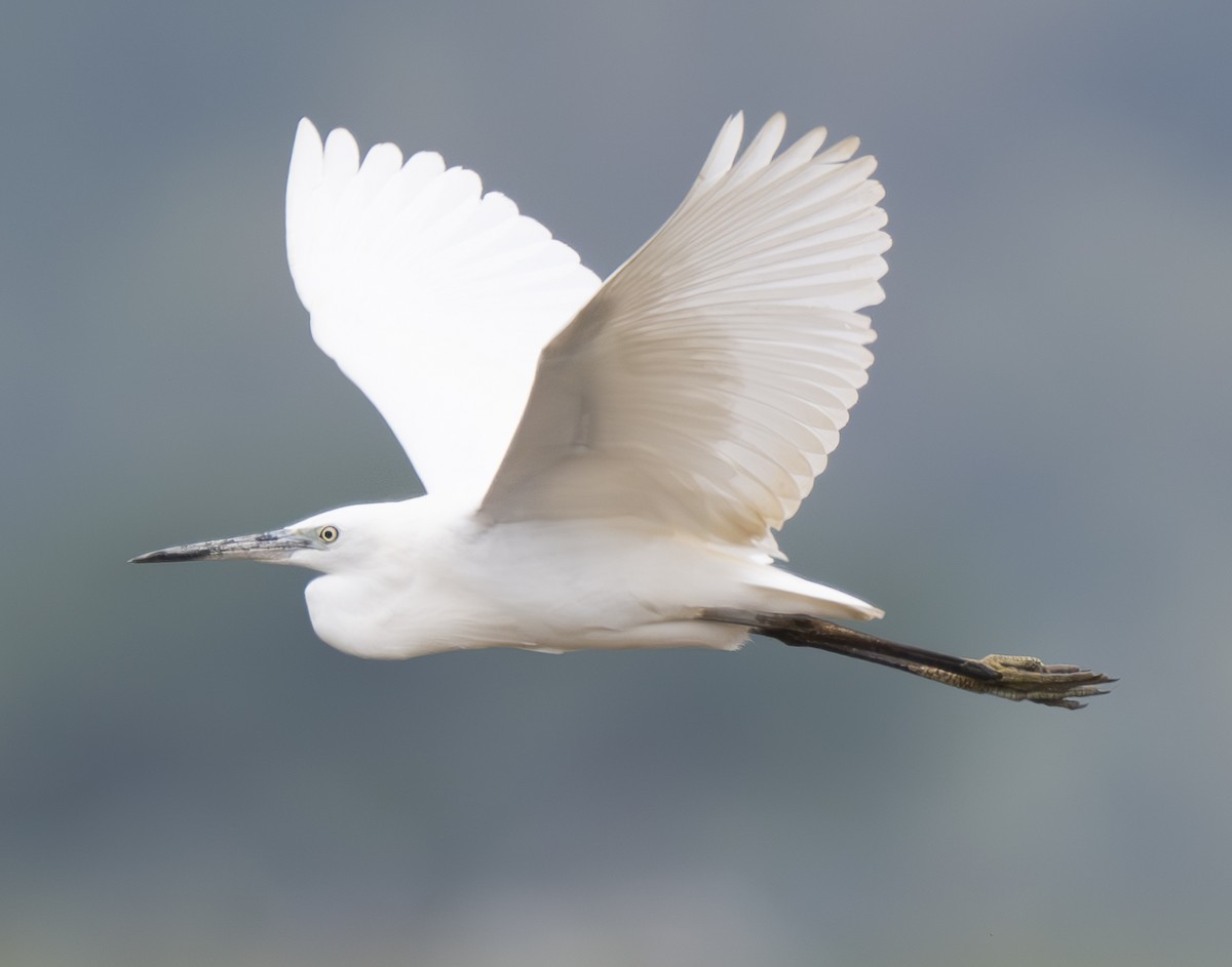 Garceta Común - ML647564076