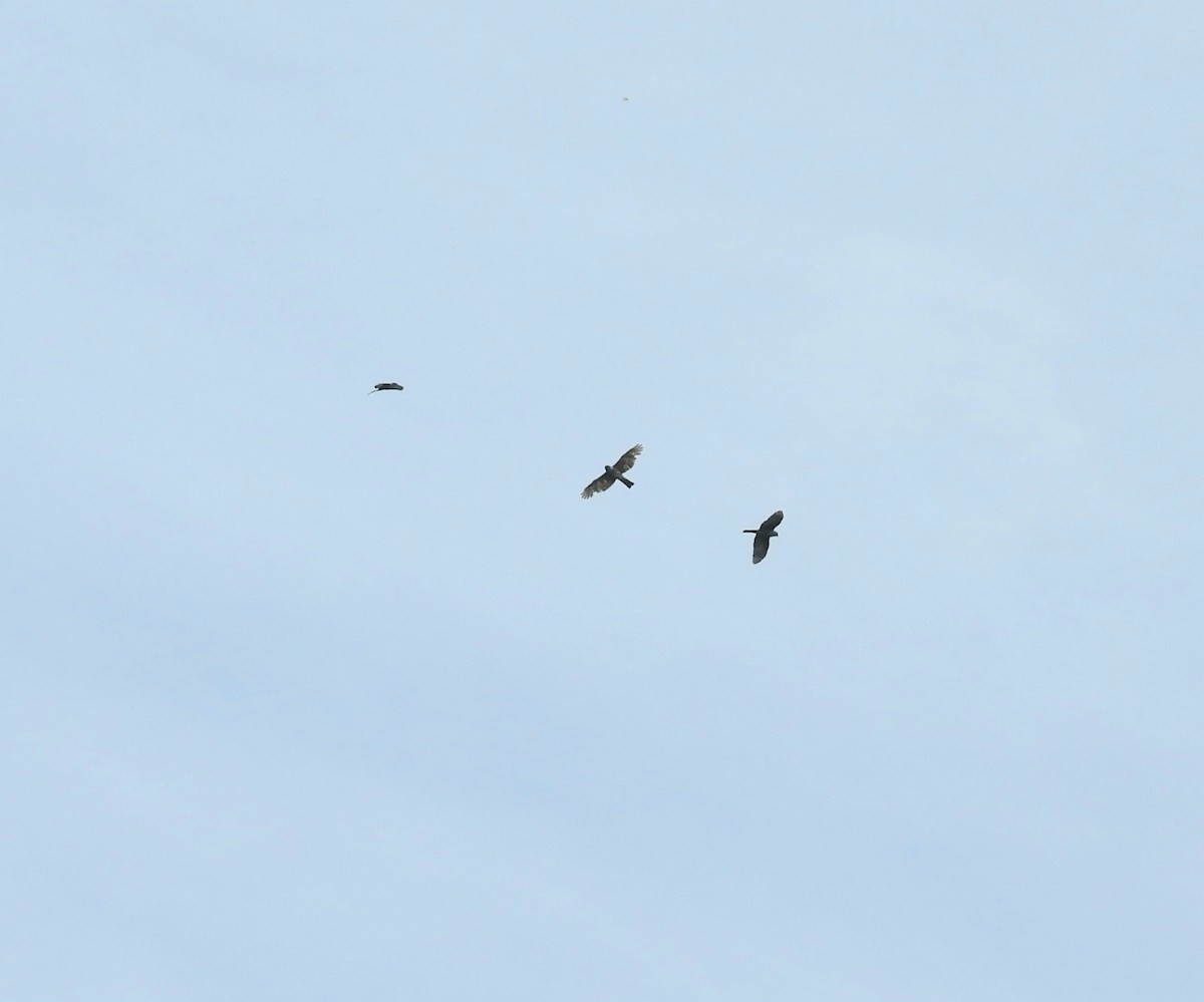 Milano Muslirrufo - ML647564077