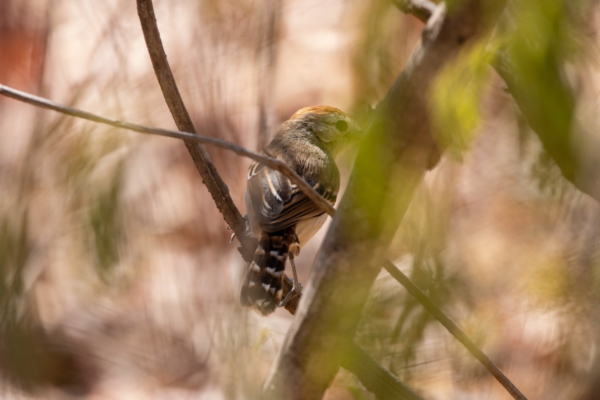 Batará Crestado - ML647564081