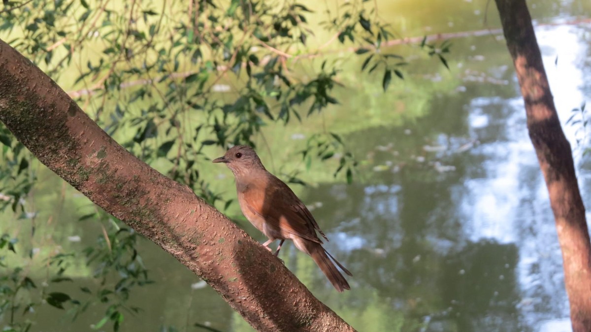 Zorzal Sabiá - ML647564082