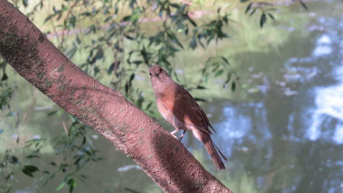 Zorzal Sabiá - ML647564083