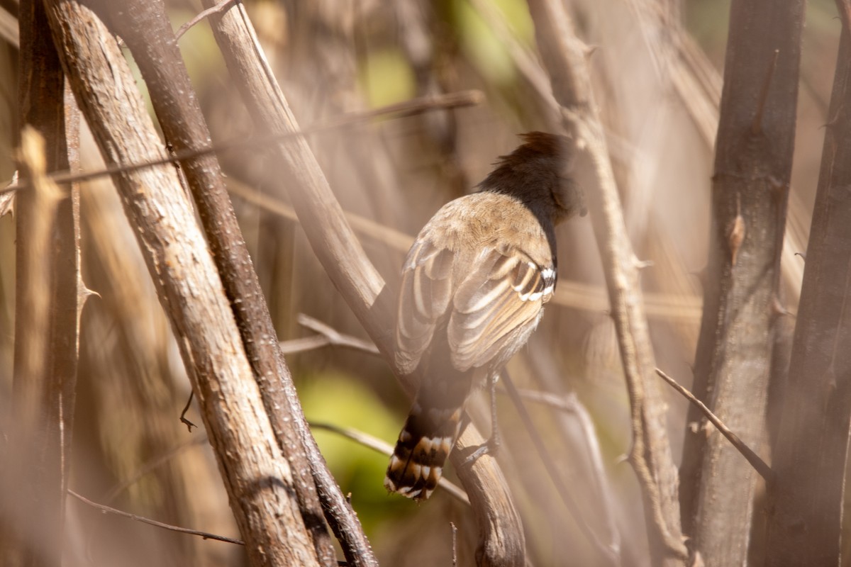 Batará Crestado - ML647564085