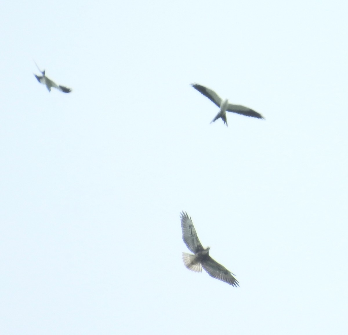 Elanio Tijereta - ML647564087