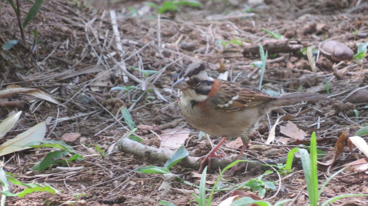 Chingolo Común - ML647564088