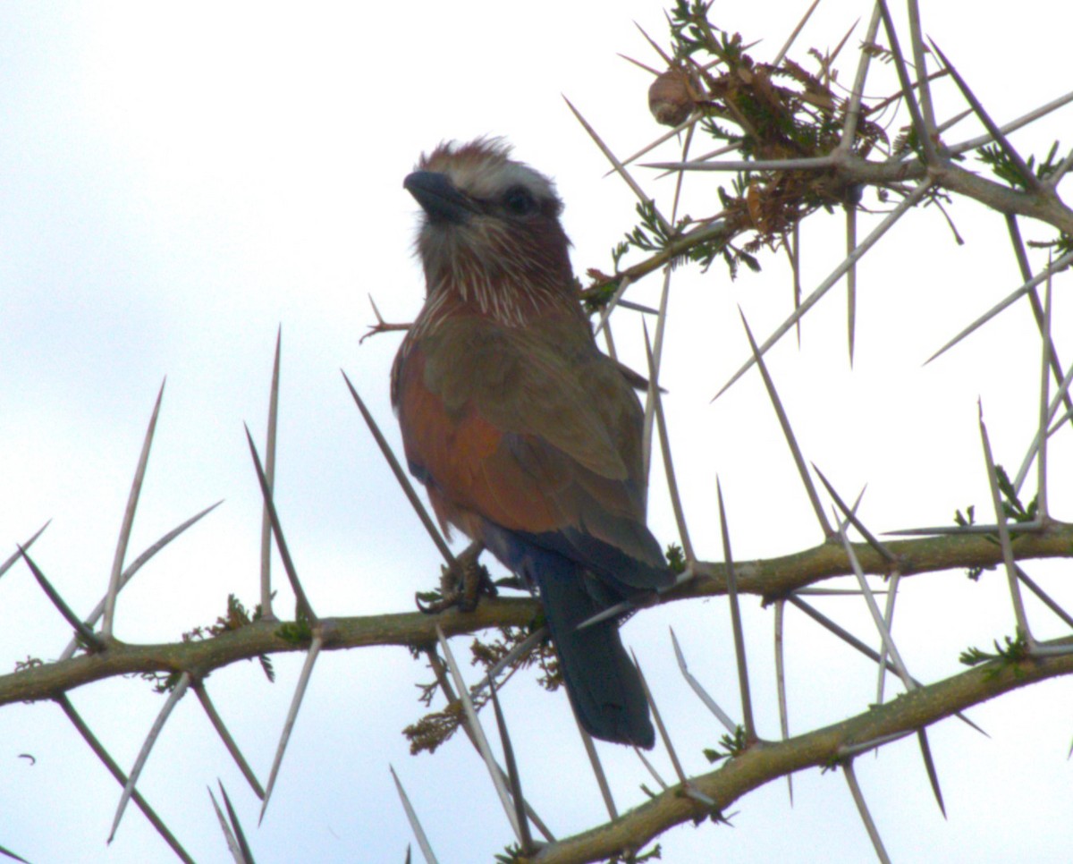 Carraca Coroniparda - ML647564091