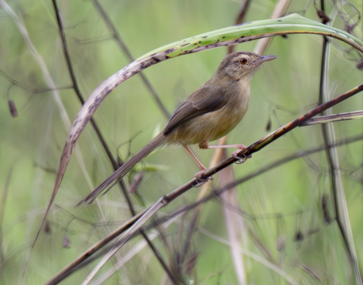 Prinia Sencilla - ML647564095