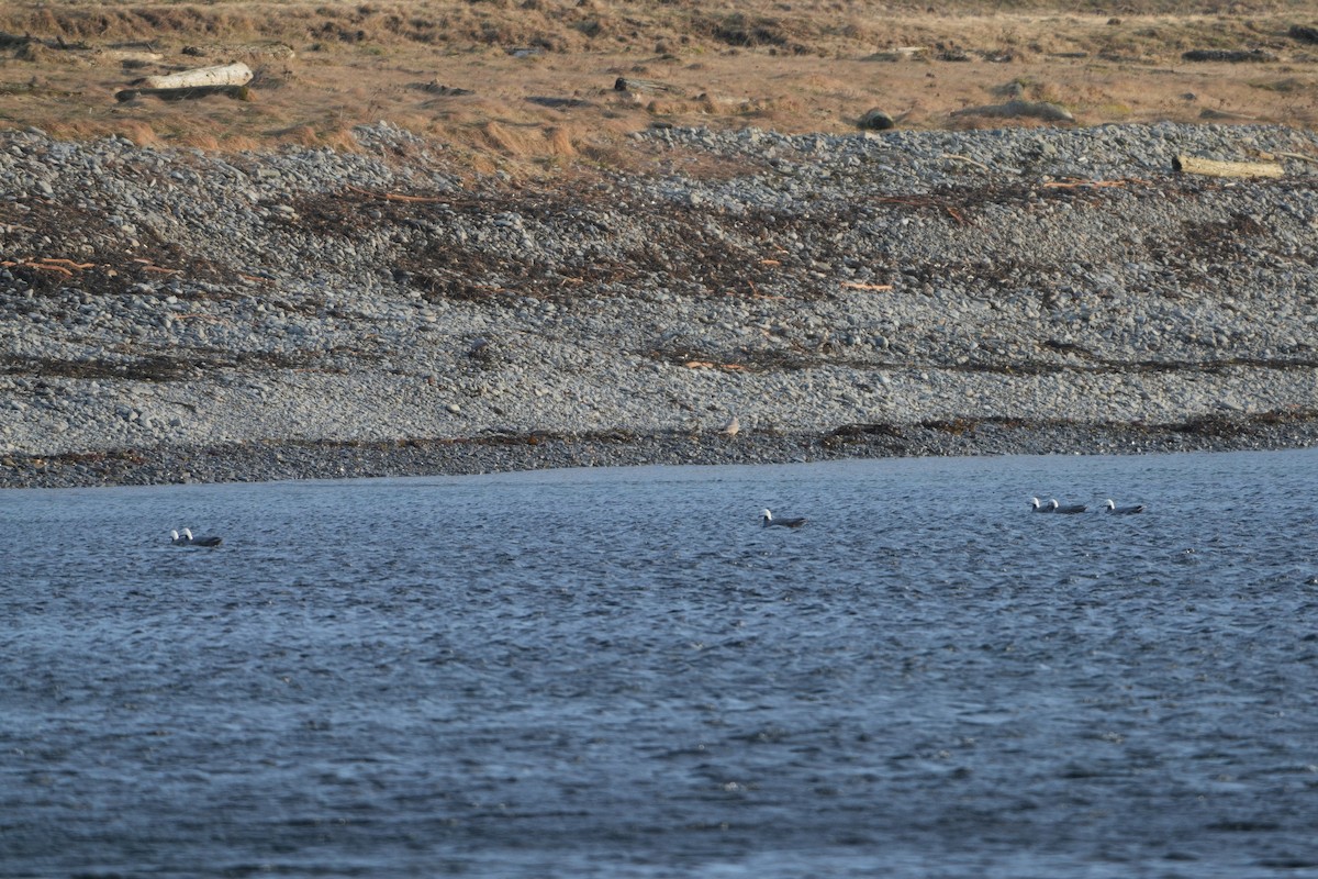 Ánsar Emperador - ML647564096