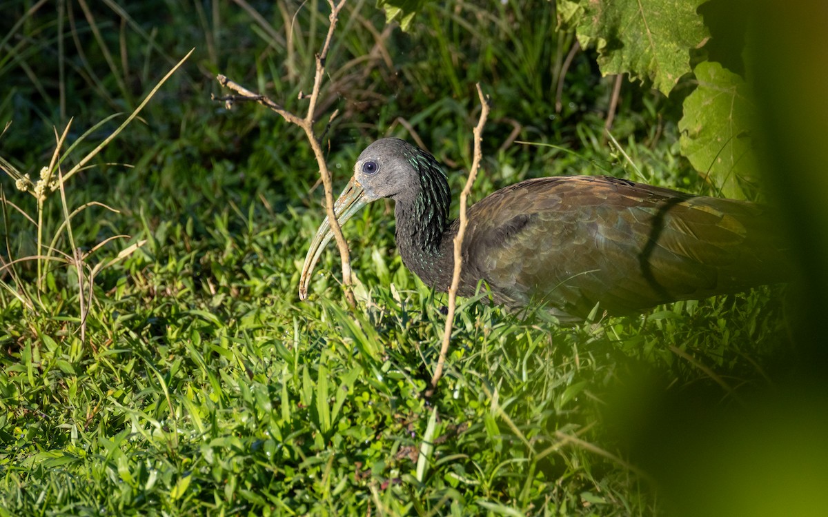 Ibis Verde - ML647564098