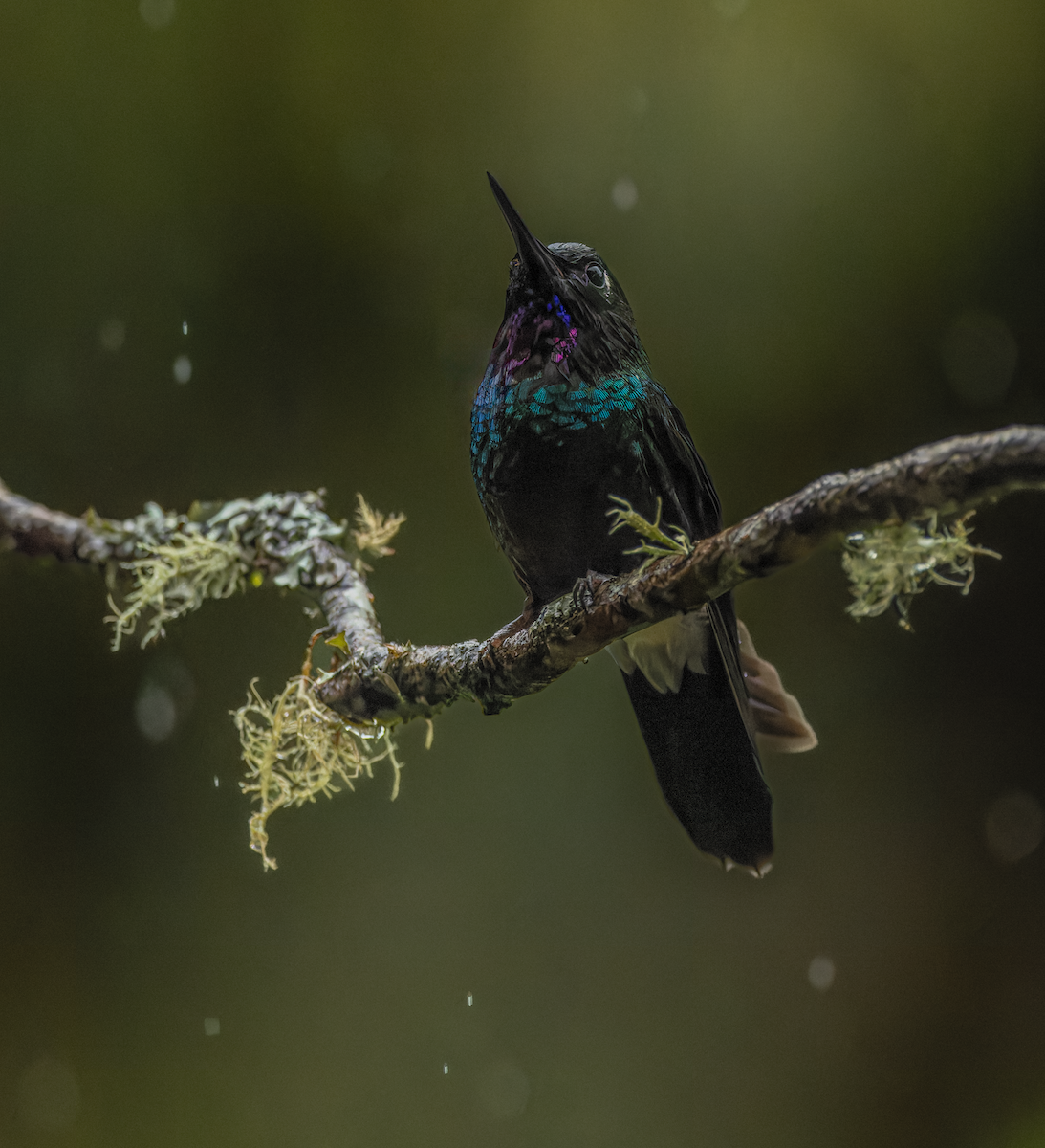 Tourmaline Sunangel - ML647564169