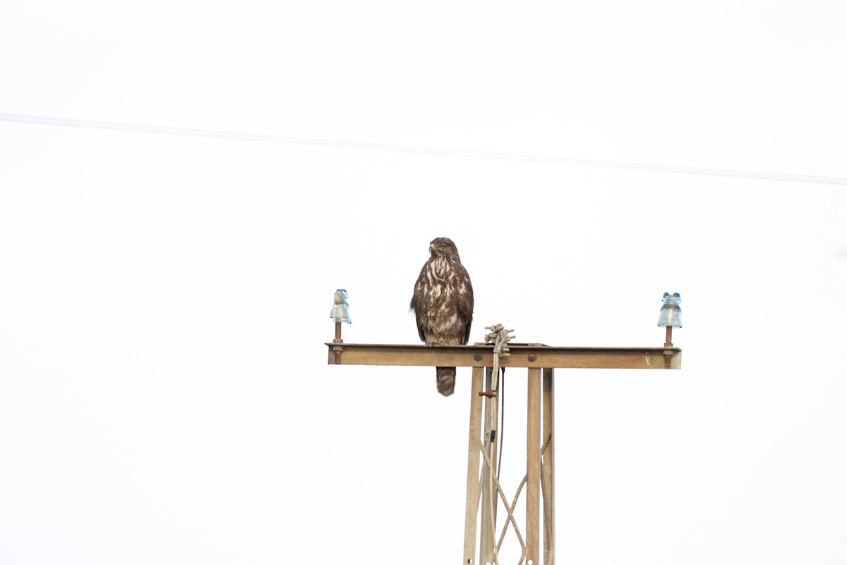 Common Buzzard - ML647564210