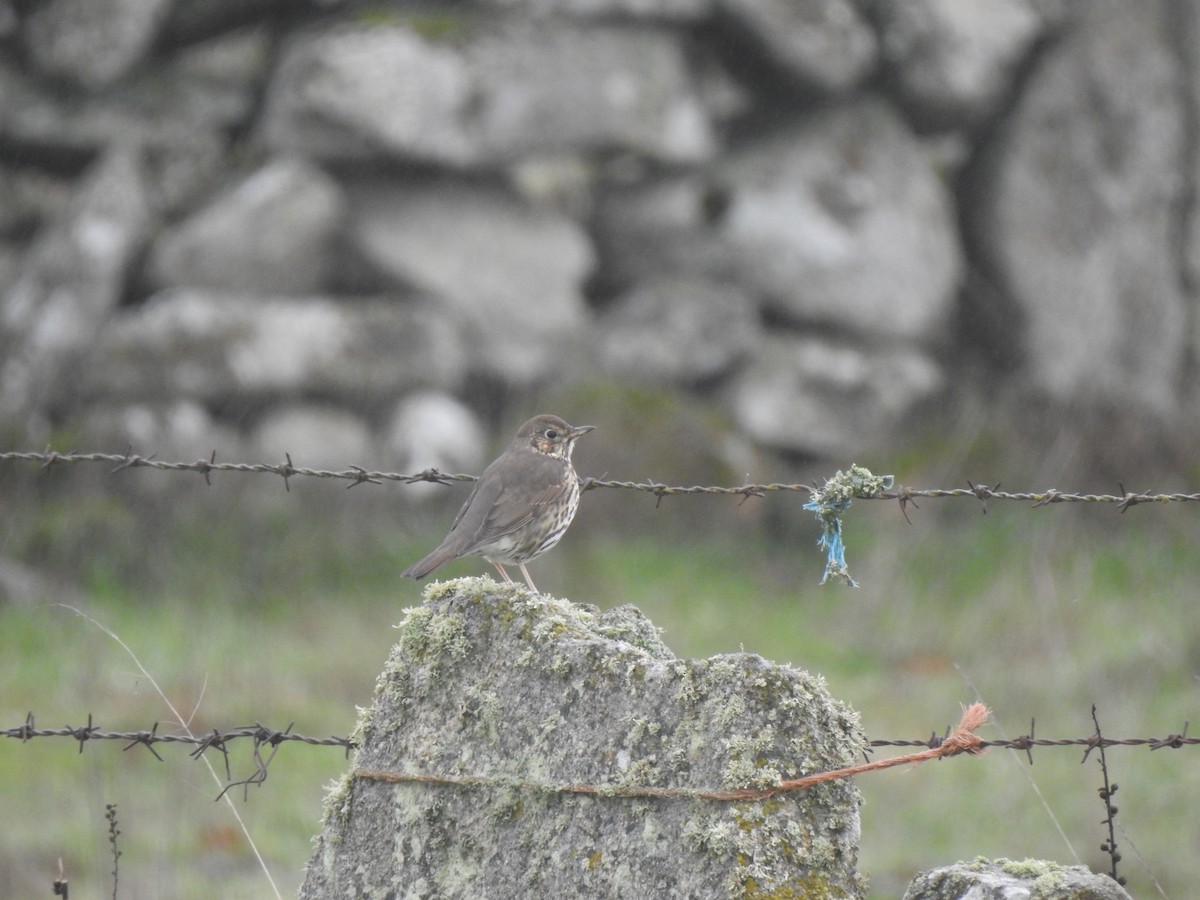 Song Thrush - ML647564230