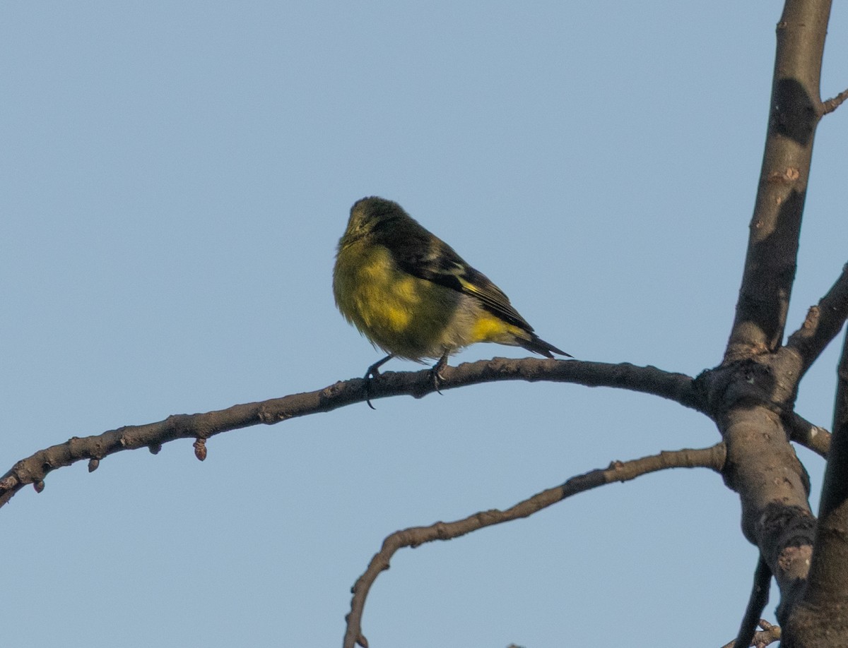 Hooded Siskin - ML647564242