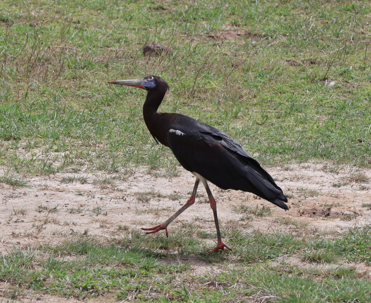 Abdim's Stork - ML647564257