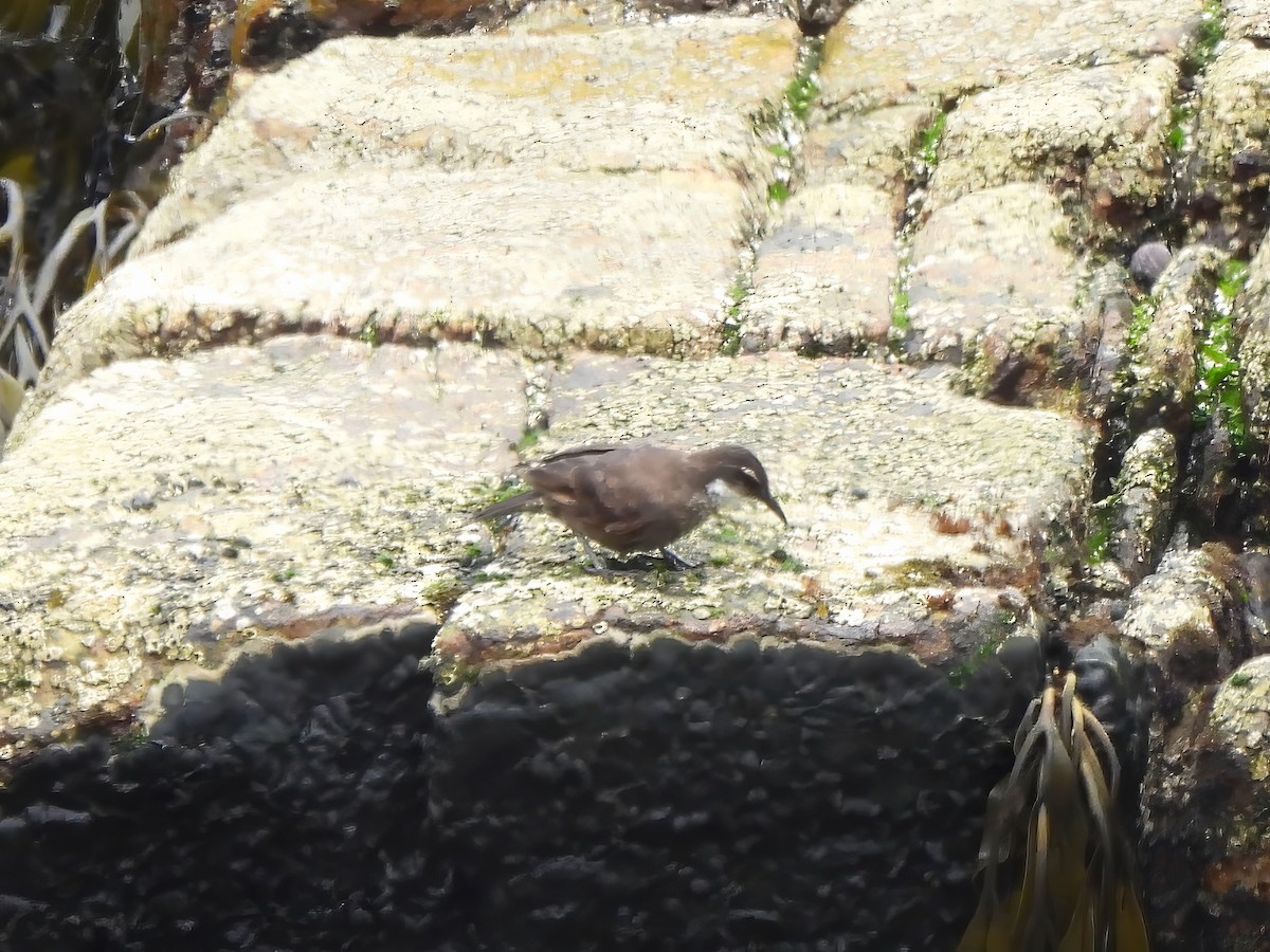 Seaside Cinclodes - ML647564260