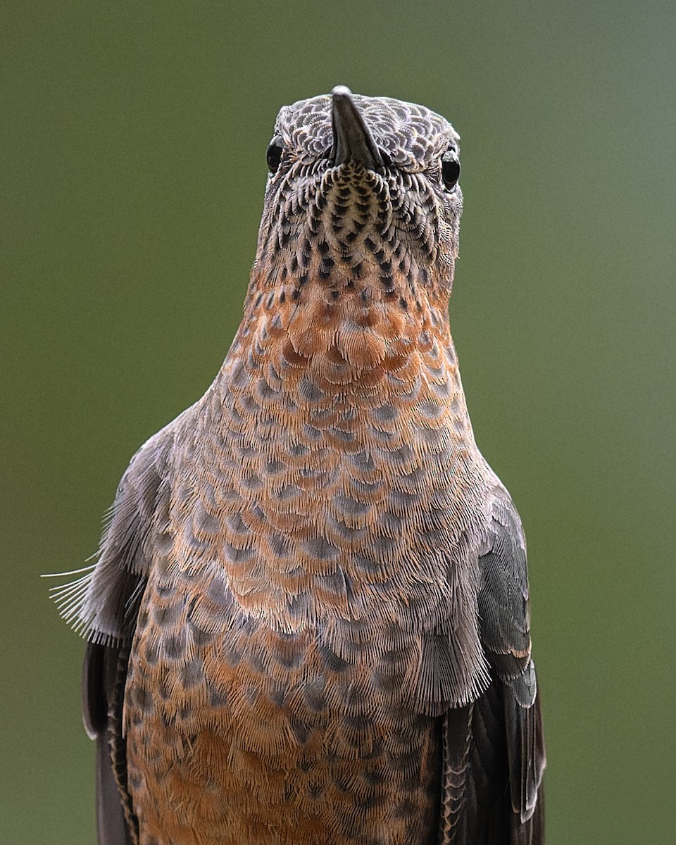 Giant Hummingbird - ML647564265