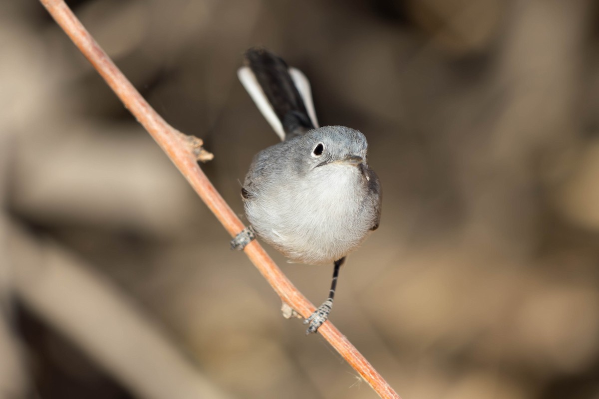 Комароловка сиза - ML647564266