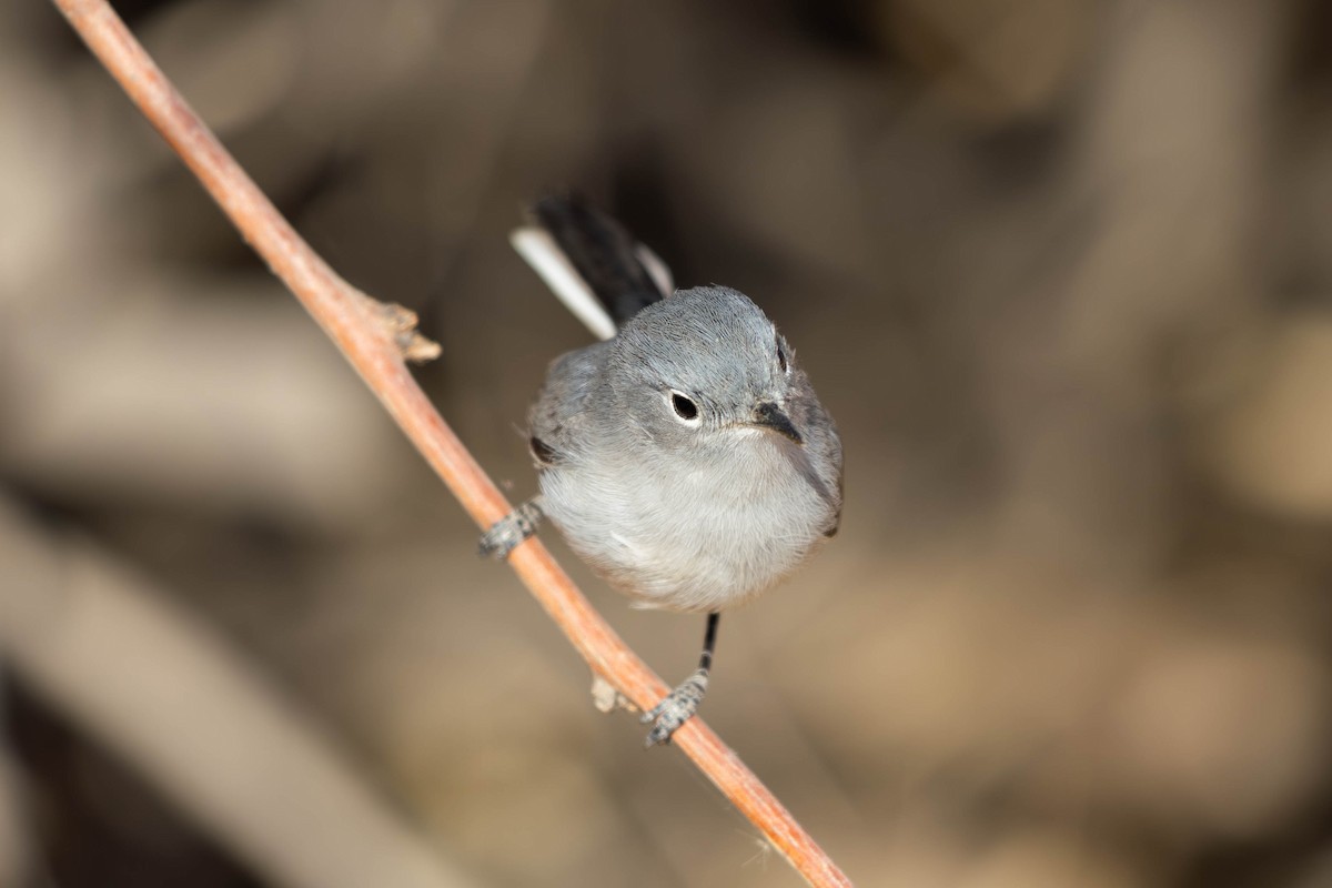 Комароловка сиза - ML647564267