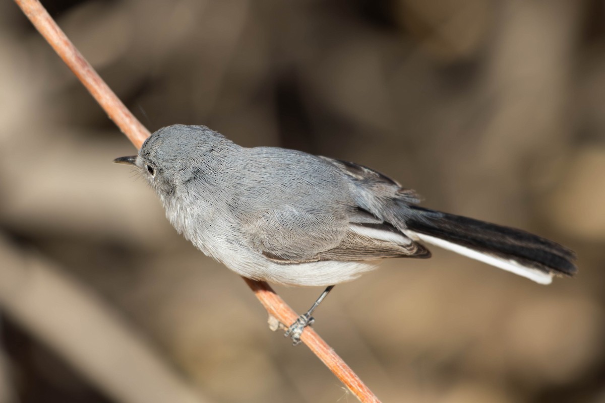 Комароловка сиза - ML647564268